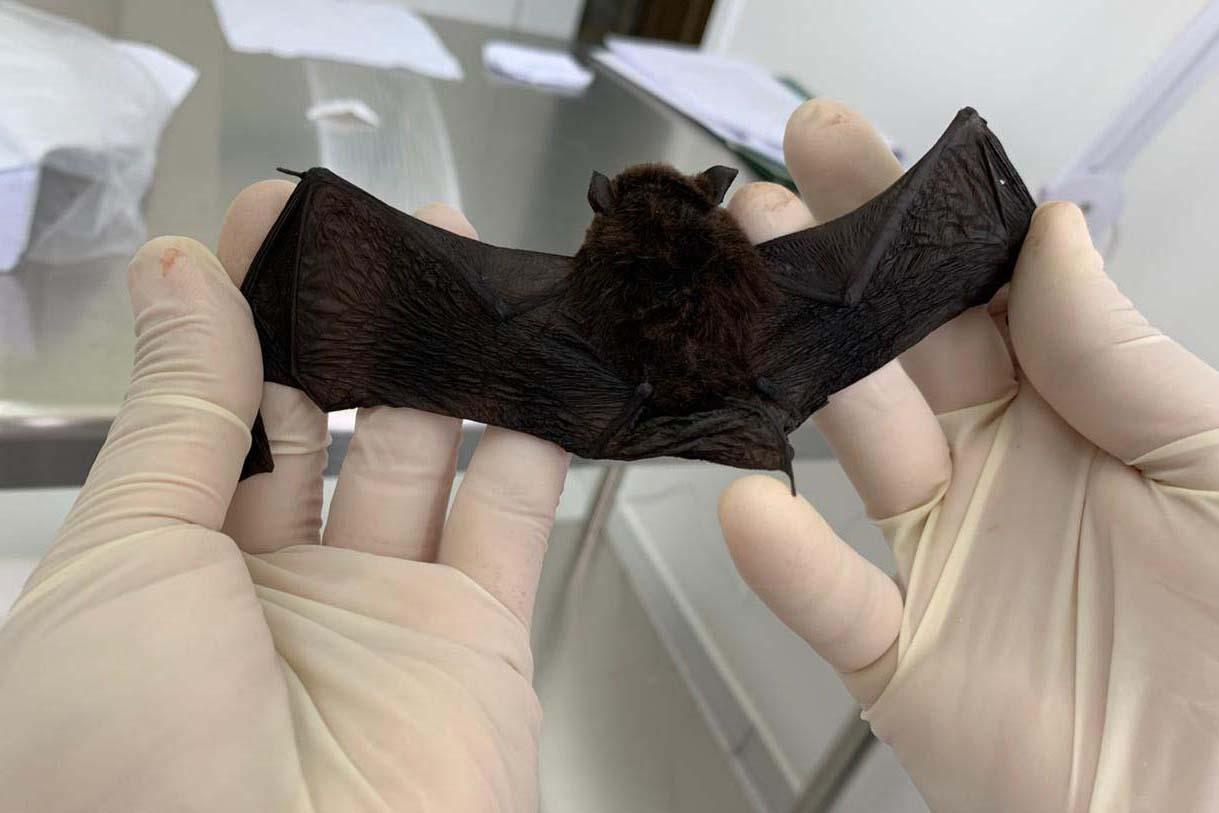 Mês das zoonoses: Saúde esclarece sobre a raiva e medidas em caso de acidente