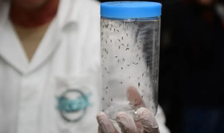 Mosquitos com a bactéria Wolbachia começam a ser soltos em Foz do Iguaçu para combate à dengue